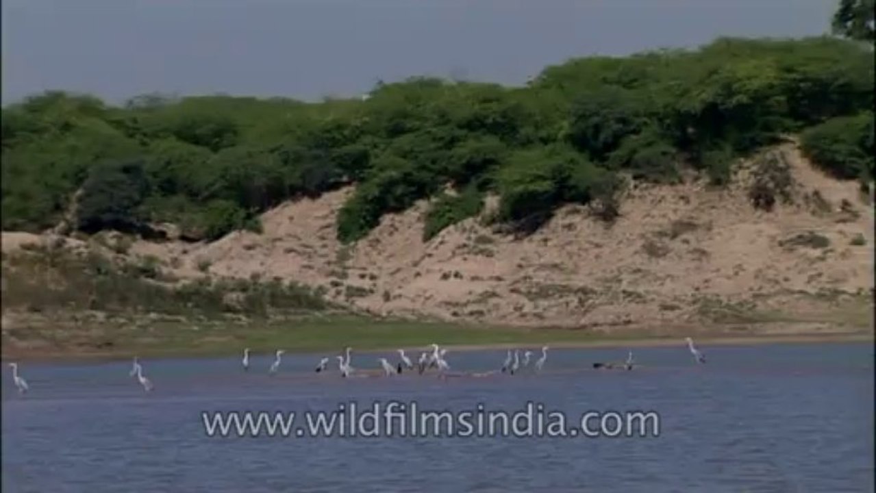 Chambal-hdv-tape-4-11