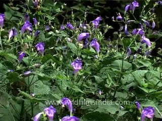 DVD-73-flora-wildflowers-9-1