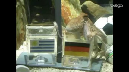 Paul, le poulpe devin, avait prédit la victoire de l'Espagne