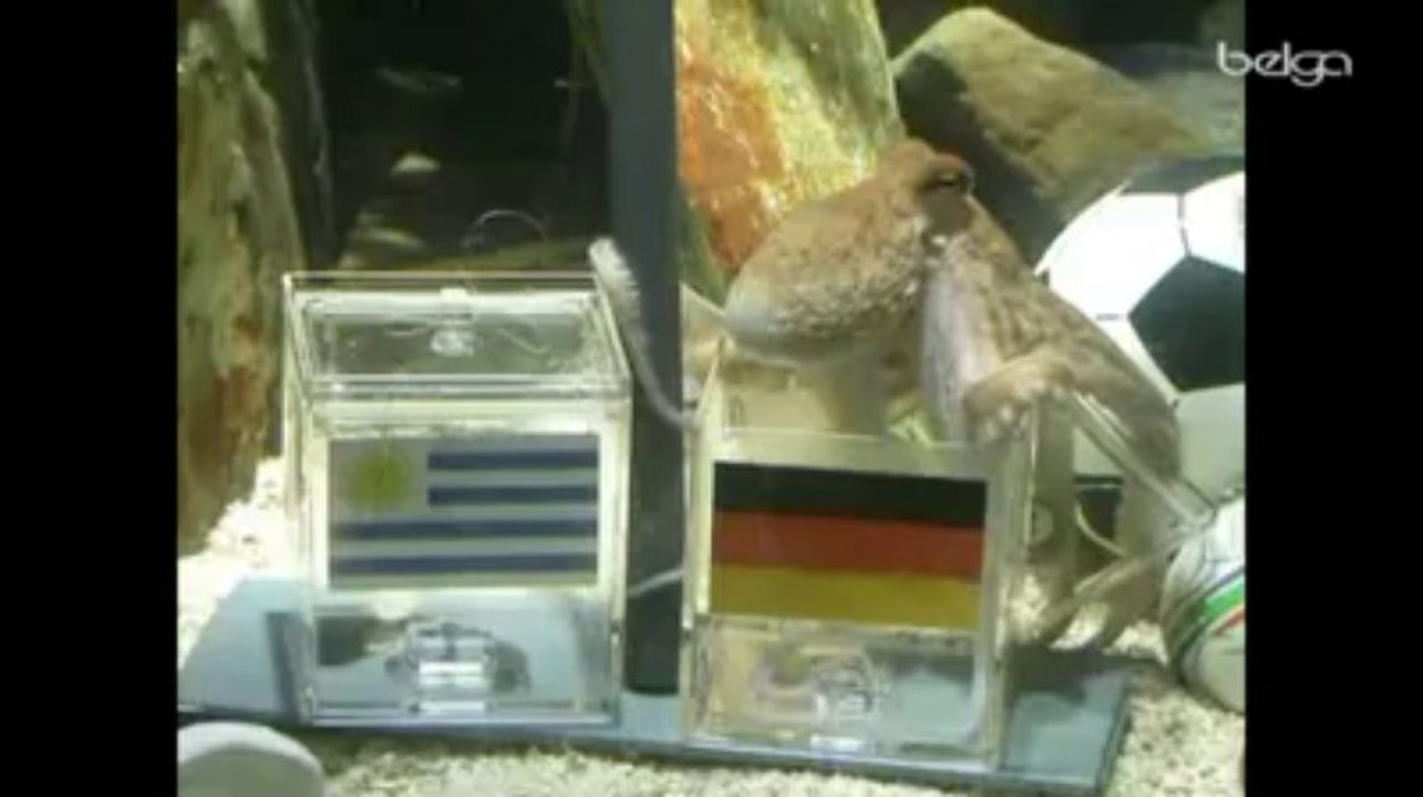 Paul, le poulpe devin, avait prédit la victoire de l'Espagne