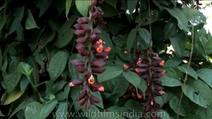 DVD-106-flora-flowers-1-3