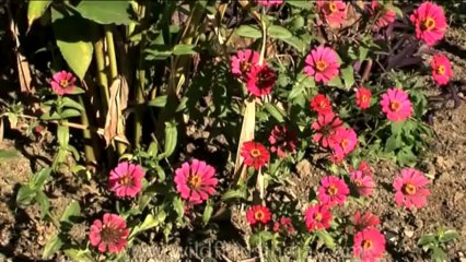 DVD-106-flora-flowers-1-4