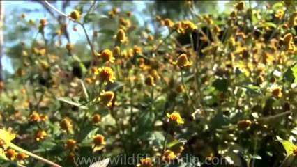 DVD-106-flora-flowers-1-5