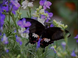 DVD-106-insects-butterfly-2-2