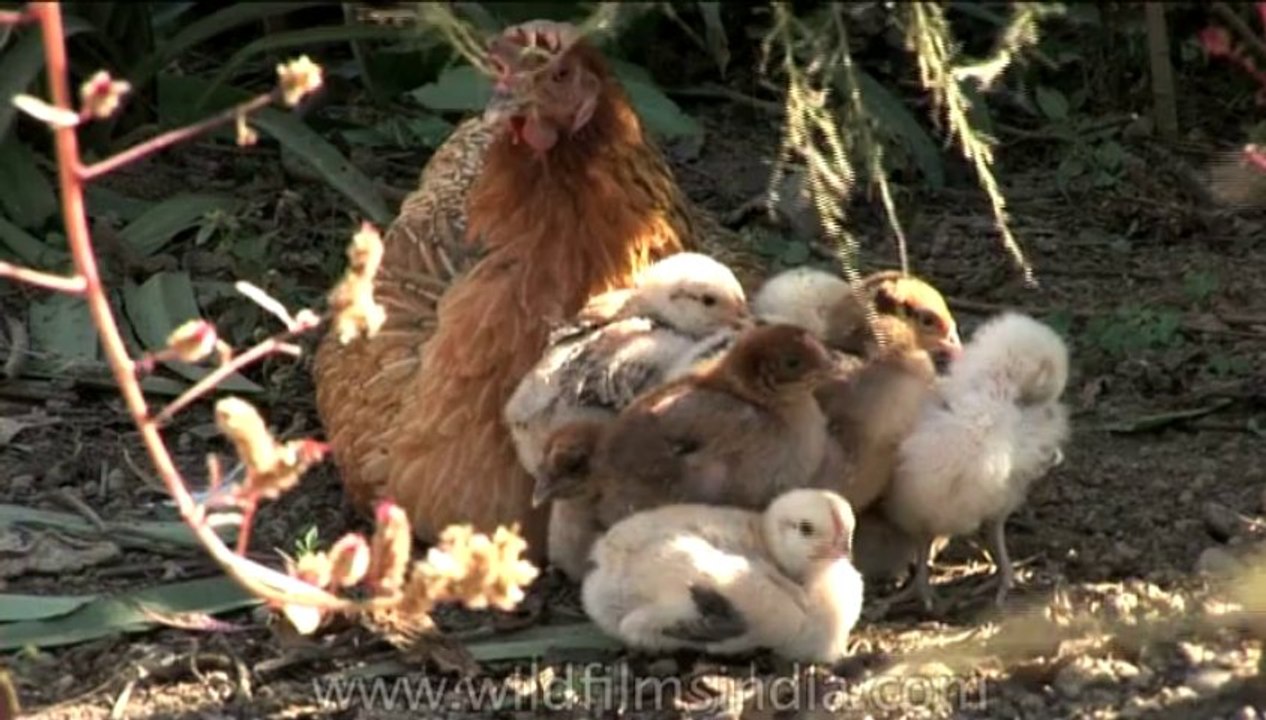DVD-111-birds-hen-1-1
