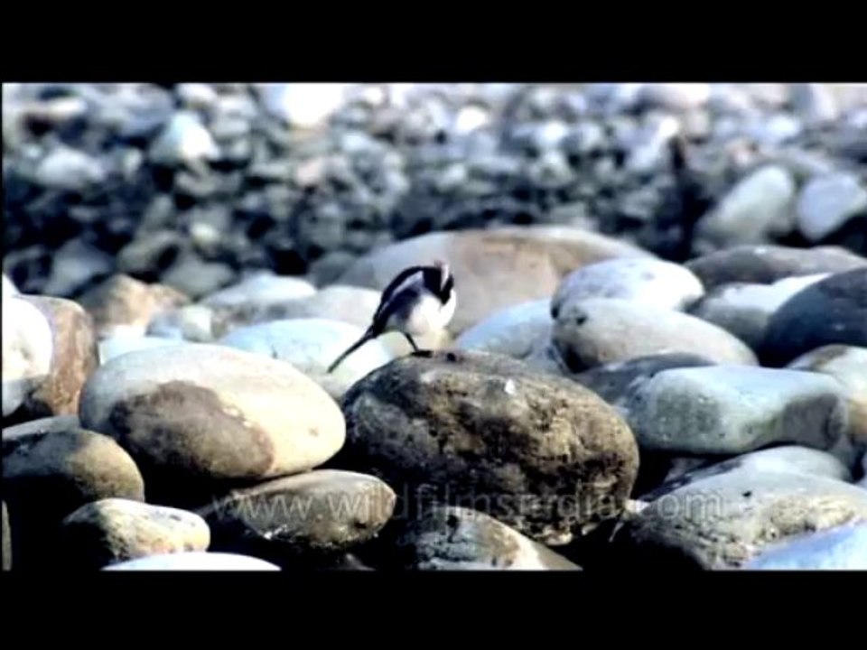 DVD-123-birds-misc-8-3