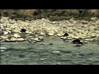 DVD-123-birds-misc-8-5