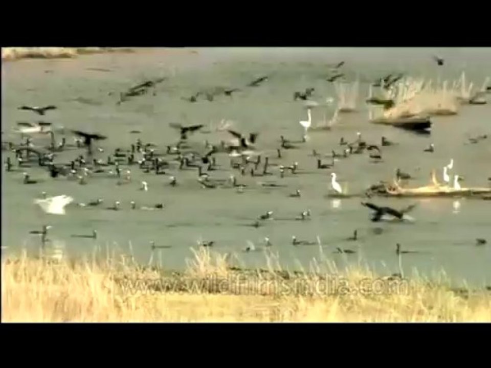 DVD-123-birds-misc-8-8