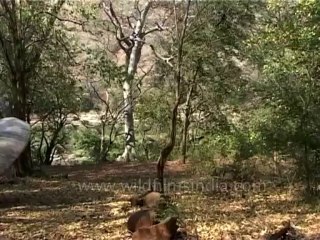 DVD-124-karnataka-cauvery-4-1