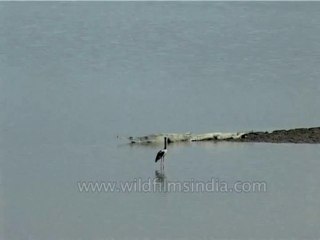 DVD-129-birds-misc-10-1