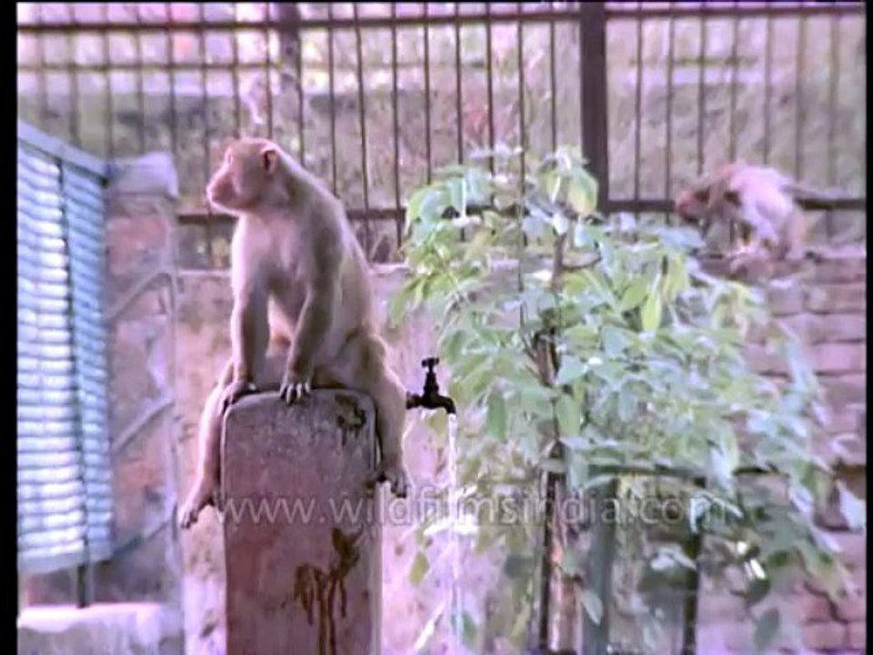 DVD-129-wildlife-macaques-2-1