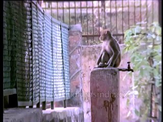 DVD-129-wildlife-macaques-2-2