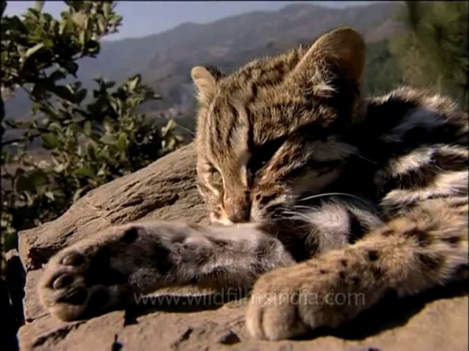 DVD-138-wildlife-leopardcat-1