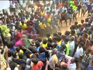 DVD-90-festivals-bullrun-1-4