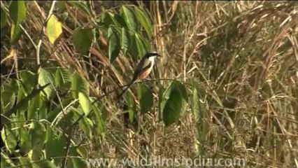 DVD-99-birds-misc-5-1