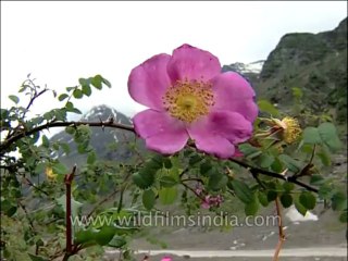 Flora-Wildflowers-Dvd-136-2