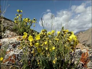 Flora-Wildflowers-Dvd-136-4