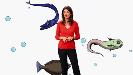 Quel poisson manger ? (Flash conso - Greenpeace)