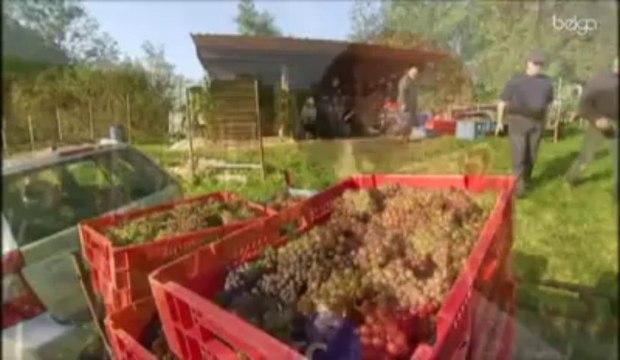 Week-end de vendanges de vins 'made in Belgium'