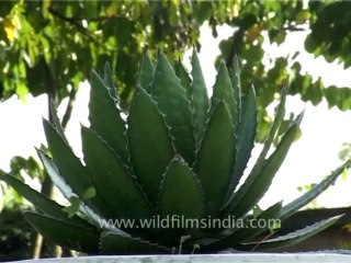 Kesar mahal-kathmandu Botanical gardens-16