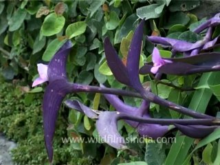 Kesar mahal-kathmandu Botanical gardens-7