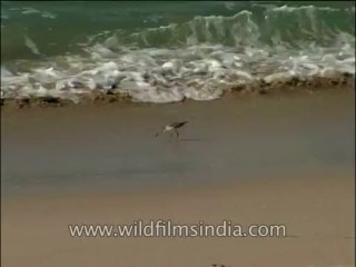 Landscape-Sea-Birds-DVD-140-6