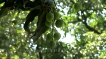Mango trees-IMA-8