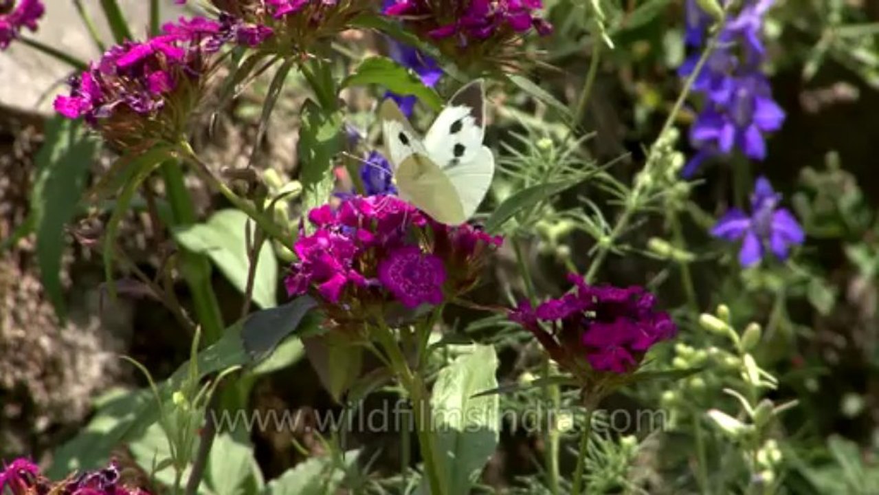 Monks chanting-Garo-chives flower-Tape 1-9-2