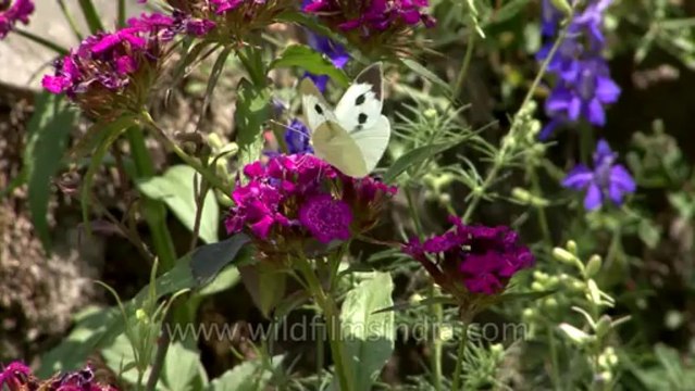 Monks chanting-Garo-chives flower-Tape 1-9-2