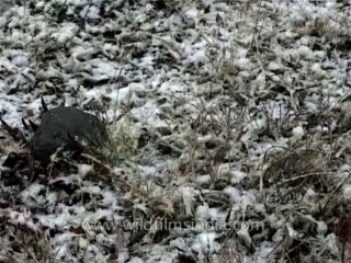 Nature-snowfall-dvd-148-3