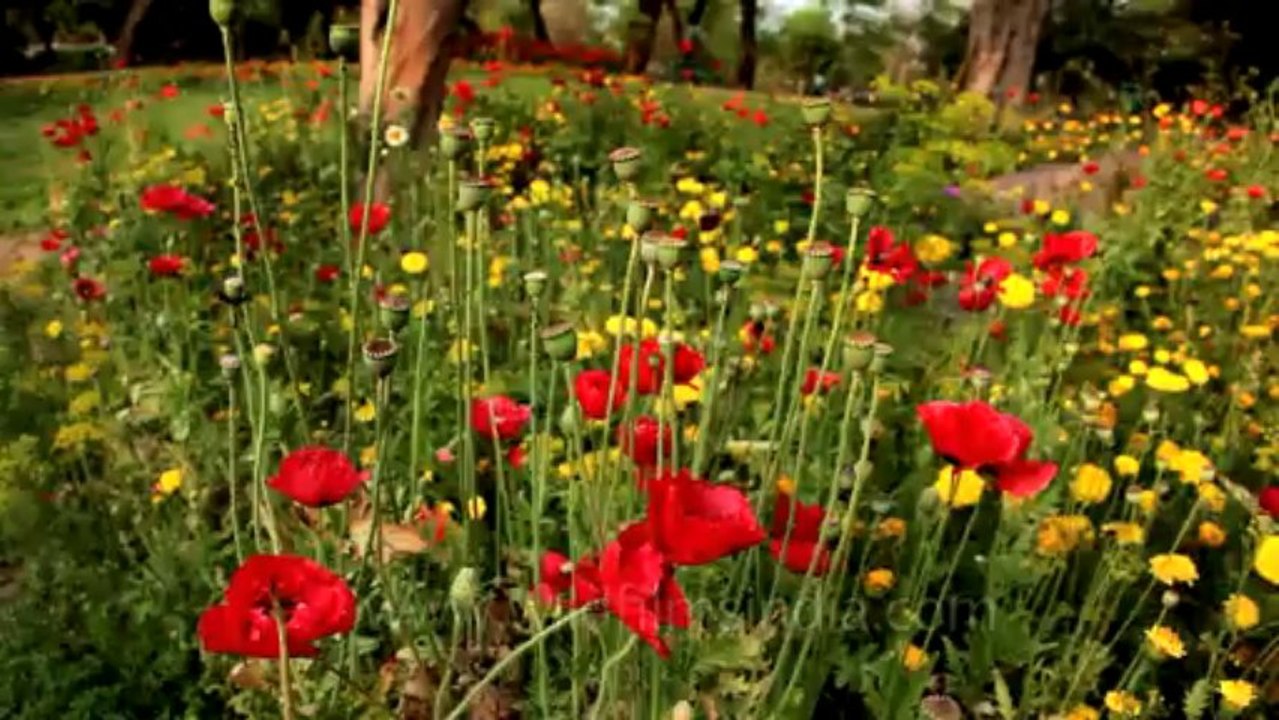 Nehru park-17