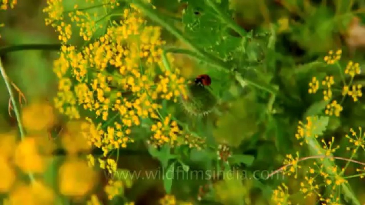 Nehru park-18
