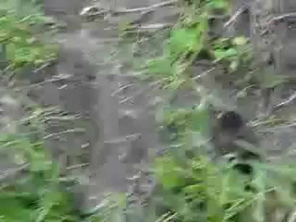 Inondations à Poulseur: après René, voici Plouf la taupe !