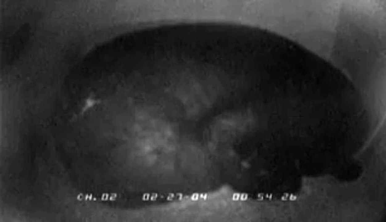 Les ours noirs et l'hibernation