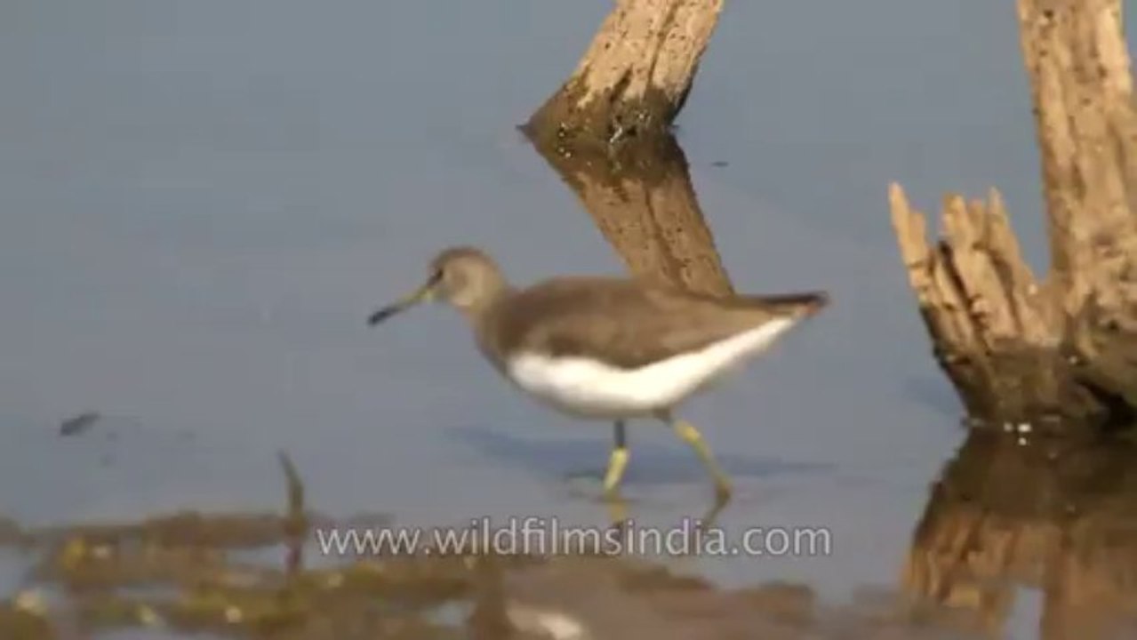 Sariska-Bird-14