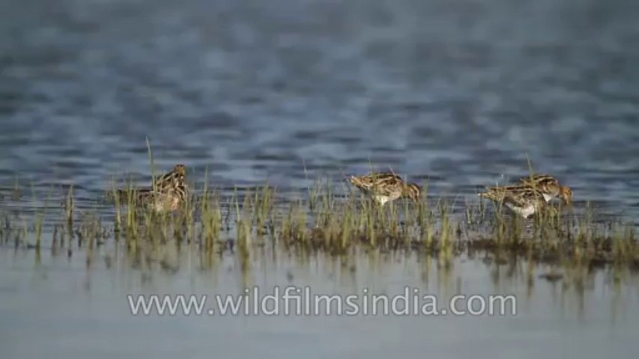 Sariska-Bird-3