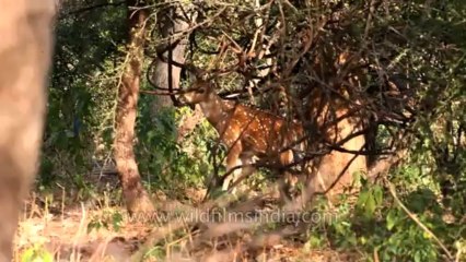 Sariska-deer-2