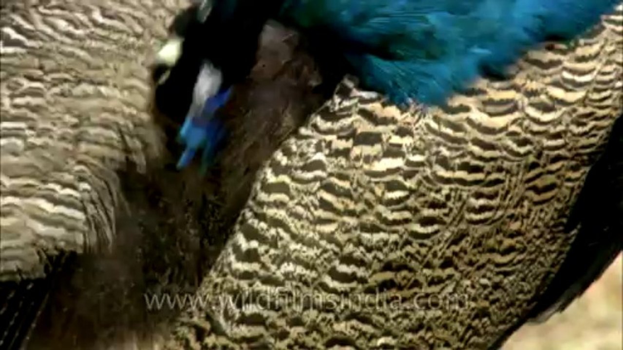 Sariska-hdc-peacock-2