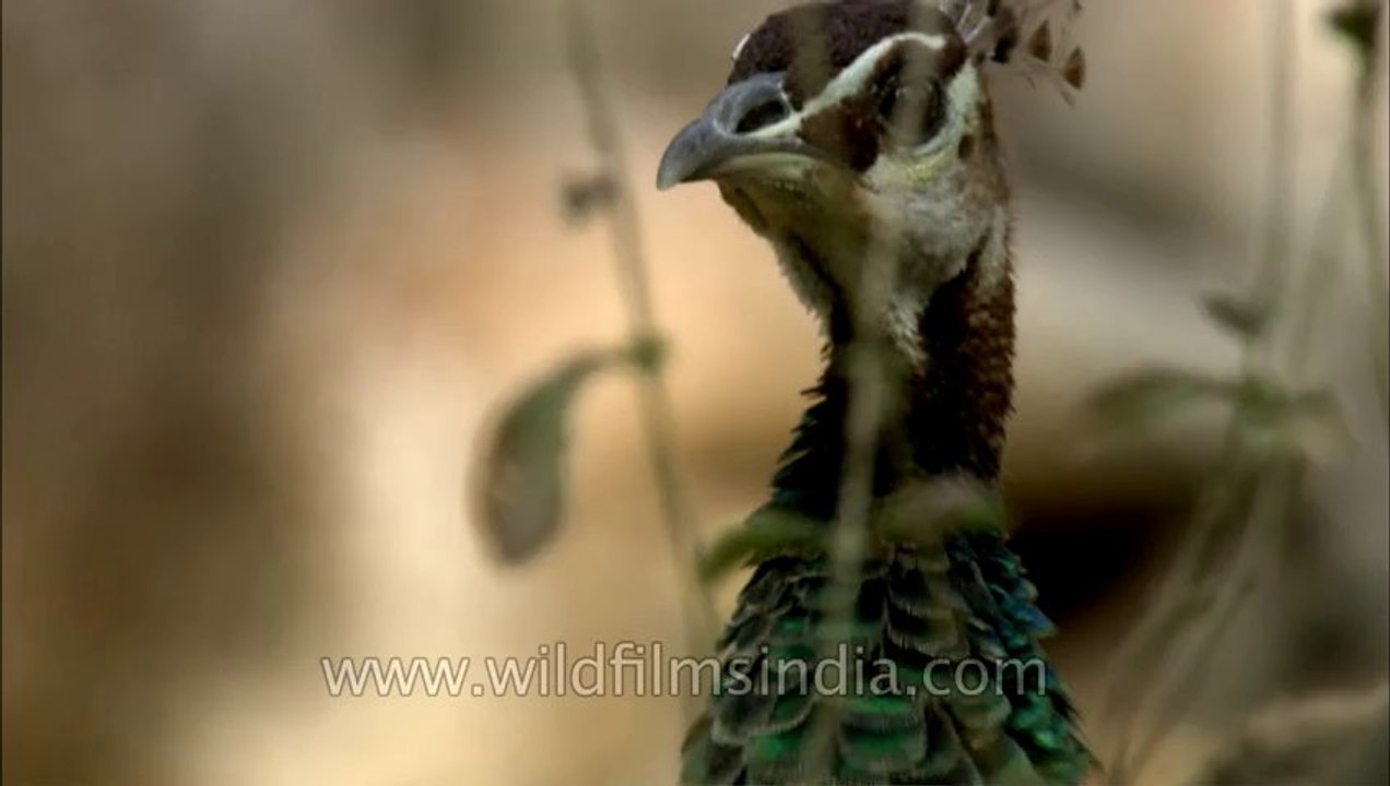 Sariska-hdc-peacock-3