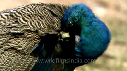 Sariska-hdc-wild life-1