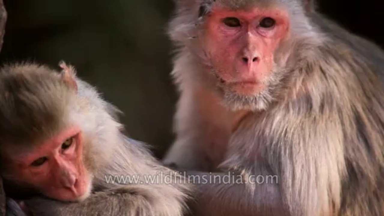 Sariska-monkey-5