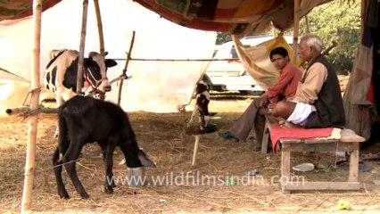 Sonepur Cattle Fair-Bihar-12