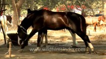 Sonepur Cattle Fair-Bihar-3