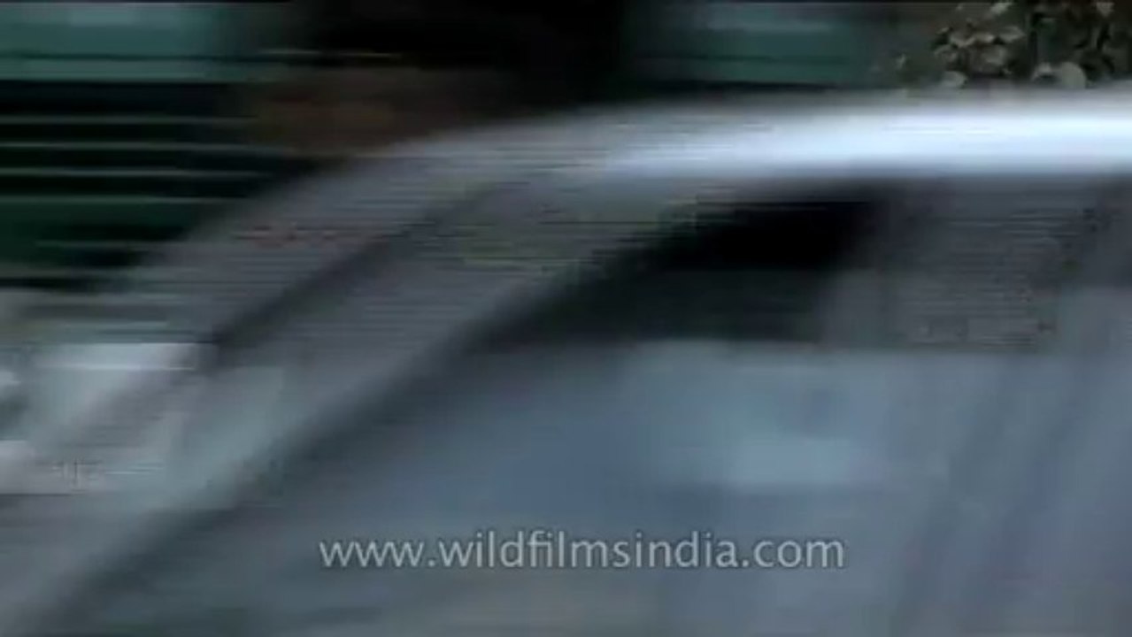 Trees-cutting-DVD-105-3