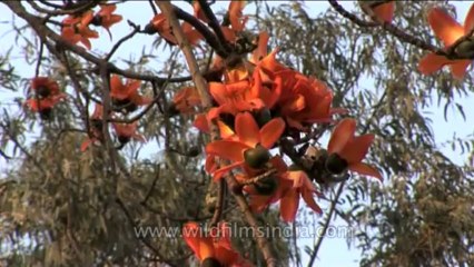 Trees-silkcotton-DVD-105-1