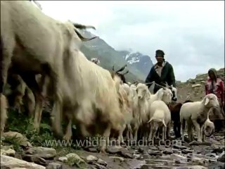 Uttaranchal-Shepherd-Dvd-136-2