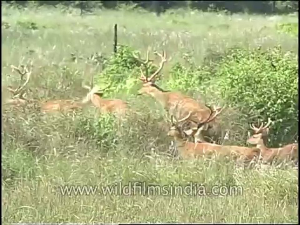 Wildlife-Barasingha-DVD-81-1