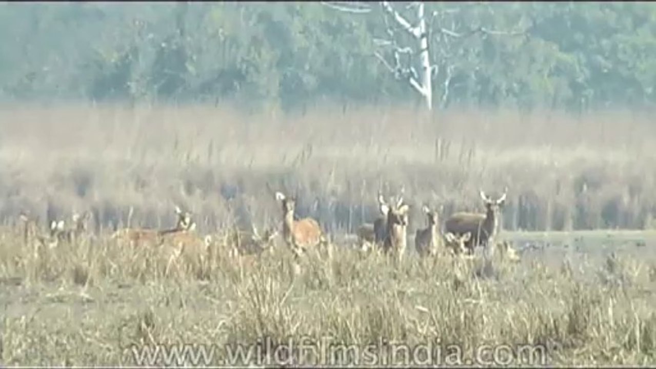 Wild-Life-Barasingha-dvd-85-2