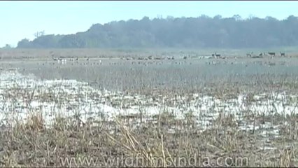 Wild-Life-Barasingha-dvd-85-3