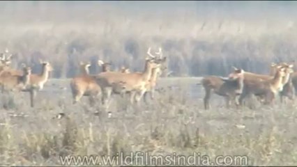 Wild-Life-Barasingha-dvd-85-6